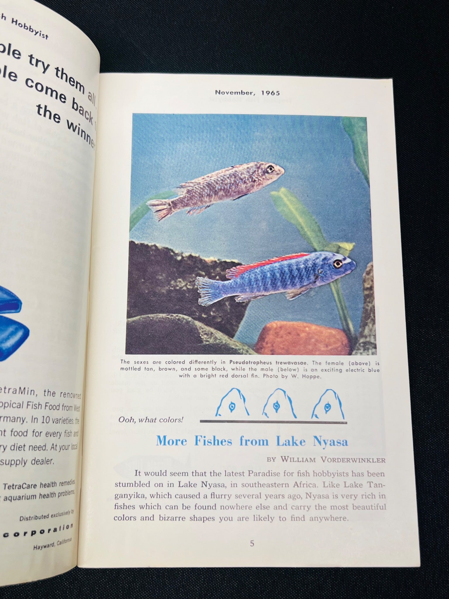 Tropical Fish Hobbyist Magazine, November 1965