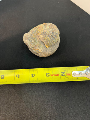 Fossilized shell with a measuring tape for scale on a black background
