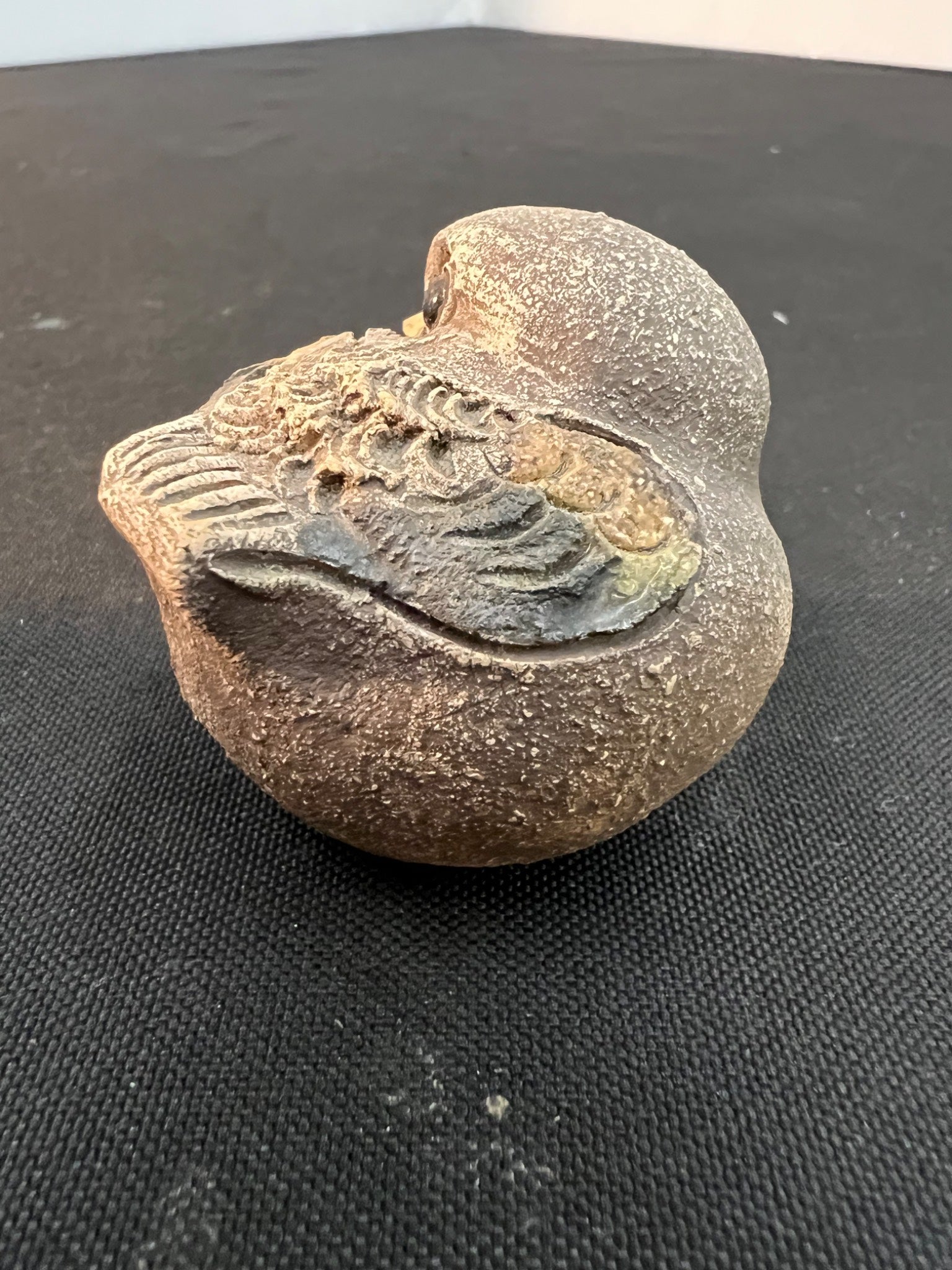 Fossilized shell on a black surface